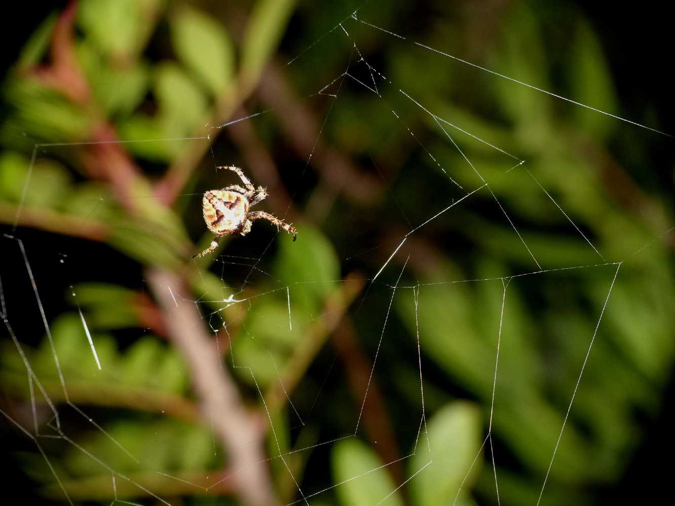 Neoscona subfusca zoppa = tela sbagliata - S. Teresa G. (OT)